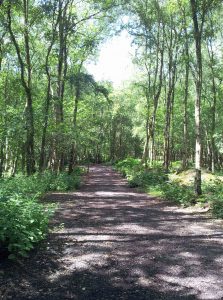forest cycle hire